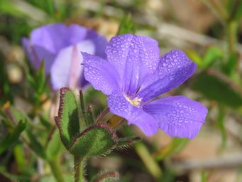 341_scaevola_calliptera_img_3009c.jpg