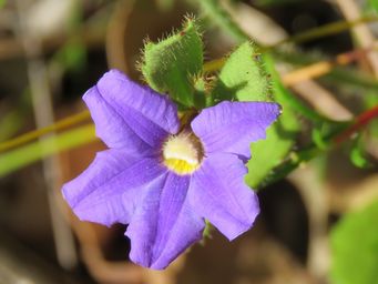 341_scaevola_calliptera_img_7956c.jpg