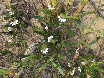 341_scaevola_canescens_dscf0017_s.jpg