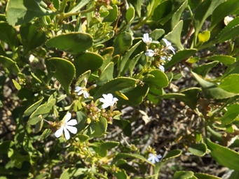 341_scaevola_crassifolia_pg_dscf0316c.jpg