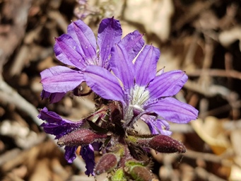341_scaevola_glandulifera_154554c.jpg