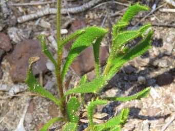 341_scaevola_glandulifera_foliage_img_5632c.jpg