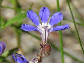 341_scaevola_glandulifera_img_0126c.jpg