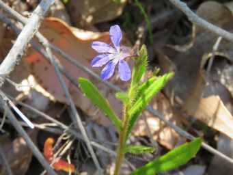 341_scaevola_glandulifera_img_0315c.jpg