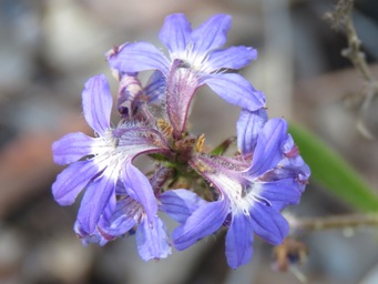 341_scaevola_glandulifera_img_7868c.jpg