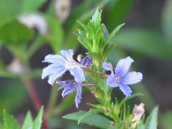 341_scaevola_nitida_img_1092c.jpg