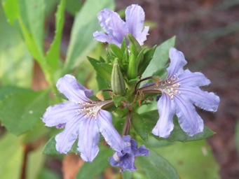 341_scaevola_nitida_img_1141c.jpg