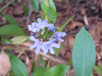341_scaevola_nitida_img_1142c.jpg