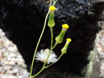 341_senecio_hispidulus_dscf9615c.jpg