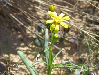 341_senecio_pinnatifolius_eucla_img_2251c.jpg
