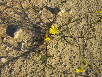 341_senecio_pinnatifolius_l_img_3180c.jpg