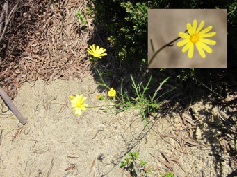 341_senecio_pinnatifolius_p_img_3247.jpg