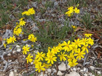 341_senecio_pinnatifolius_var._pinnatifolius__dscf7992c.jpg