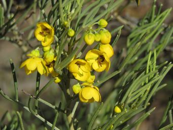 341_senna_artemisioides_newman_rocks_img_4402.jpg