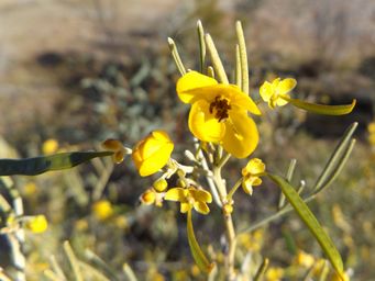 341_senna_artemisioides_subsp.__artemisioides_dscf7904c.jpg