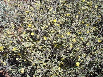 341_sida_at_sandstone.jpg