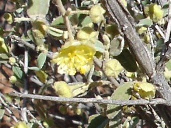 341_sida_at_sandstone_cc.jpg