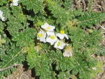 341_solanum_hoplopetalum_img_0788ccc.jpg