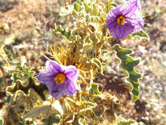 341_solanum_petrophilum_dscf7923c.jpg