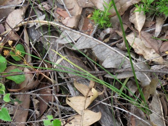 341_sowerbaea_laxiflora_foliage_img_3152c.jpg