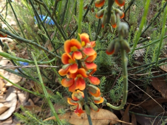 341_sphaerolobium_vimineum_dscf0721.jpg
