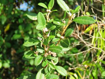 341_spyridium_globulosum_basket_bush_img_6451a.jpg