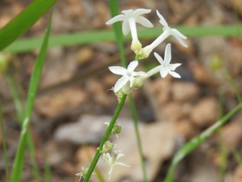 341_stackhousia_monogyna_seed_pods_img_3640c.jpg