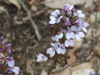 341_stylidium_amoenum_img_7296c.jpg