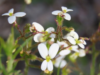 341_stylidium_ciliatum_img_6779c.jpg