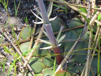 341_stylidium_diversifolium_img_2890c.jpg