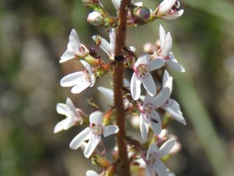 341_stylidium_diversifolium_img_2891c.jpg