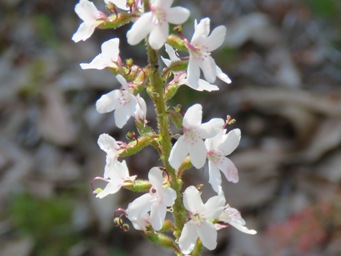 341_stylidium_diversifolium_img_6808c.jpg