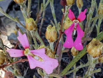 341_stylidium_ecorne_105940cas.jpg
