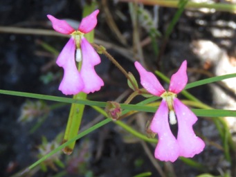 341_stylidium_ecorne_img_6035cca.jpg