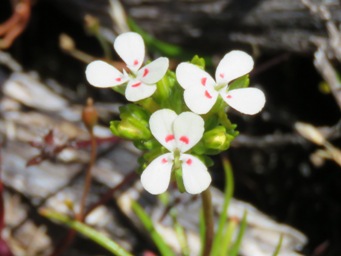 341_stylidium_guttatum_img_6074ca.jpg