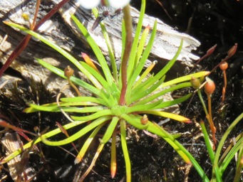341_stylidium_guttatum_img_6075c.jpg