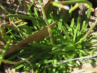 341_stylidium_luteum_foliage_img_2658sc.jpg