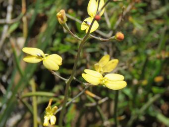 341_stylidium_luteum_img_2659c.jpg