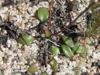 341_stylidium_petiolare_foliage_img_2724cs.jpg