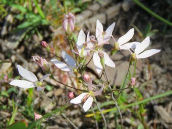 341_stylidium_petiolare_img_2695c.jpg