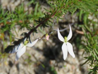 341_stylidium_petiolare_img_2721c.jpg