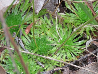 341_stylidium_piliferum_foliage_img_6187c.jpg