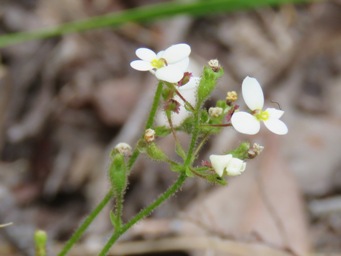 341_stylidium_piliferum_img_6186c.jpg