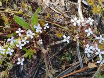 341_stylidium_pulchellum_100354cs.jpg