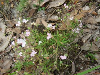341_stylidium_scandens_climbing_triggerplant_img_3442.jpg