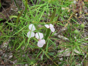 341_stylidium_scandens_img_3784.jpg
