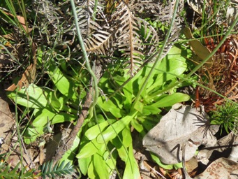 341_stylidium_spathulatum_foliage_img_6976c.jpg