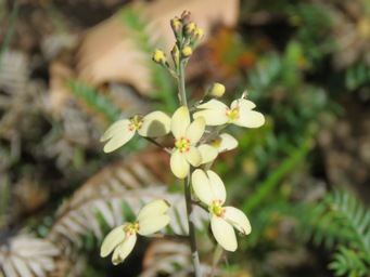 341_stylidium_spathulatum_img_6977c.jpg