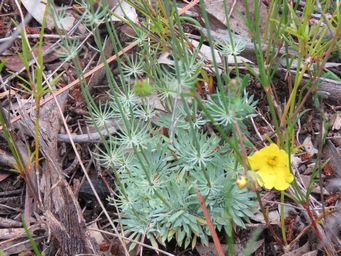 341_stylidium_tenue_foliage_img_3063c.jpg