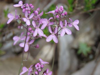 341_stylidium_tenue_img_3110.jpg